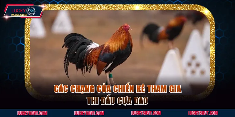 Các chạng của chiến kê tham gia thi đấu