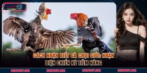 Cách nhận biết gà chọi giỏi